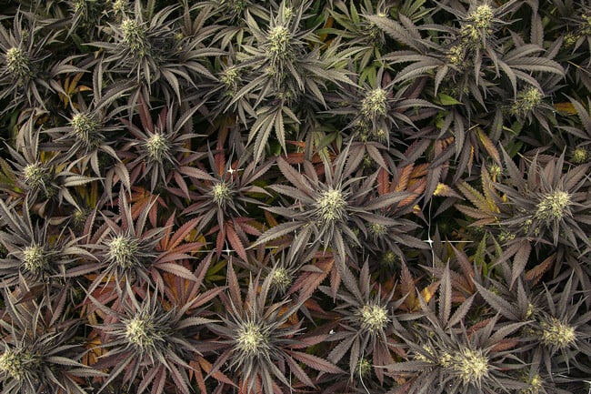 ¿Qué hace que la marihuana tenga diferentes colores?