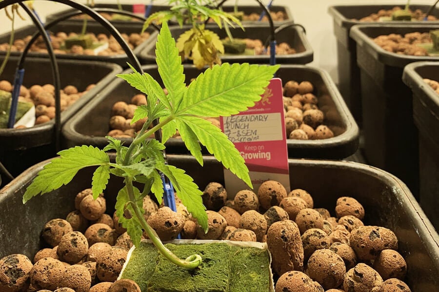Medios de cultivo hidropónicos: Ventajas y desventajas de cada uno