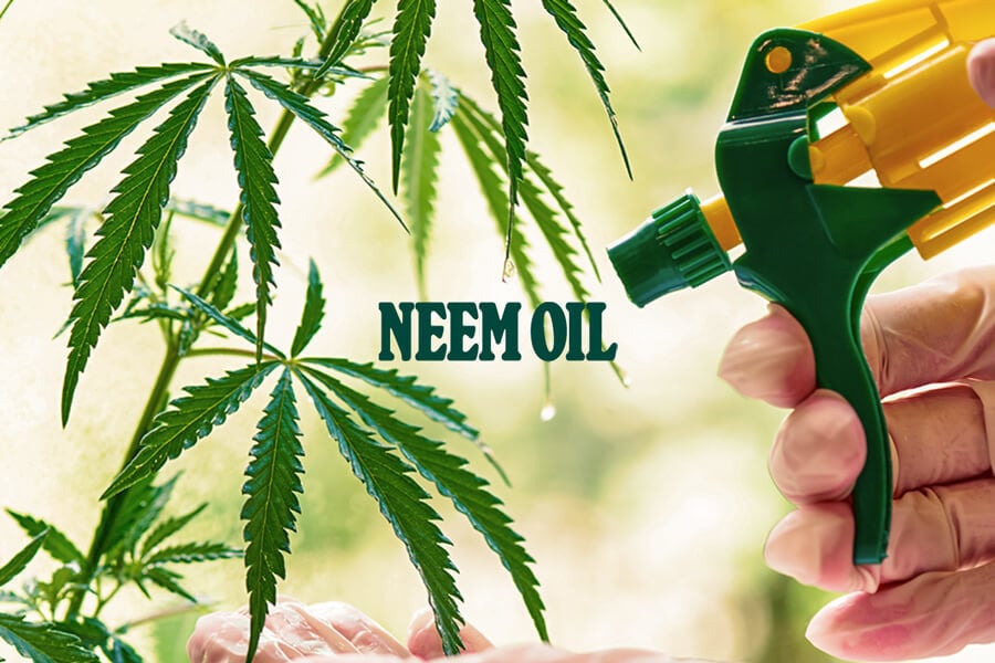 Aceite de neem: el pesticida orgánico ideal para la marihuana