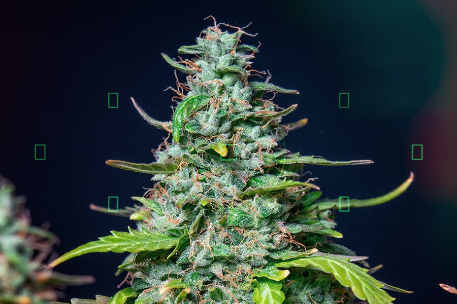 Consejos para sacar las mejores fotografías de marihuana