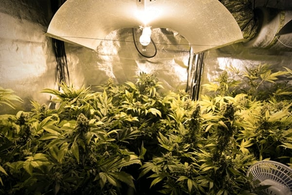 Trucos para cultivar marihuana: cómo colocar las luces en interior