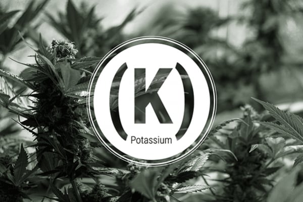 La deficiencia de potasio en las plantas de cannabis: una guía práctica