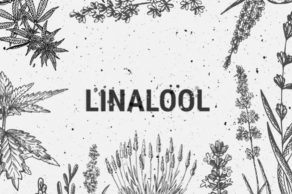 Terpenos del cannabis: Linalool