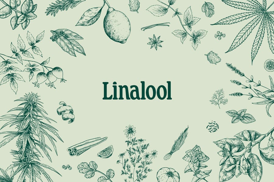 Terpenos del cannabis: Linalool