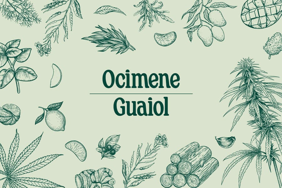 Terpenos del cannabis: ocimeno y guaiol