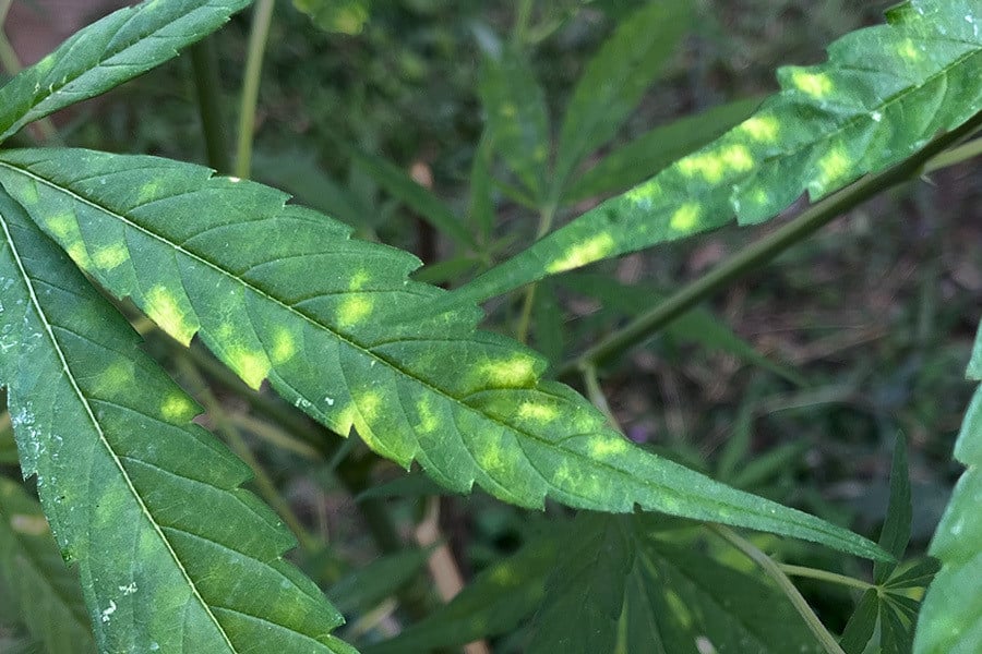 La septoriosis (mancha foliar amarilla) en las plantas de marihuana