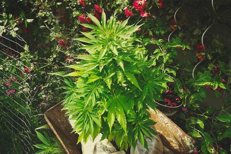 La Guía Definitiva Para Cultivar Marihuana Ecológica