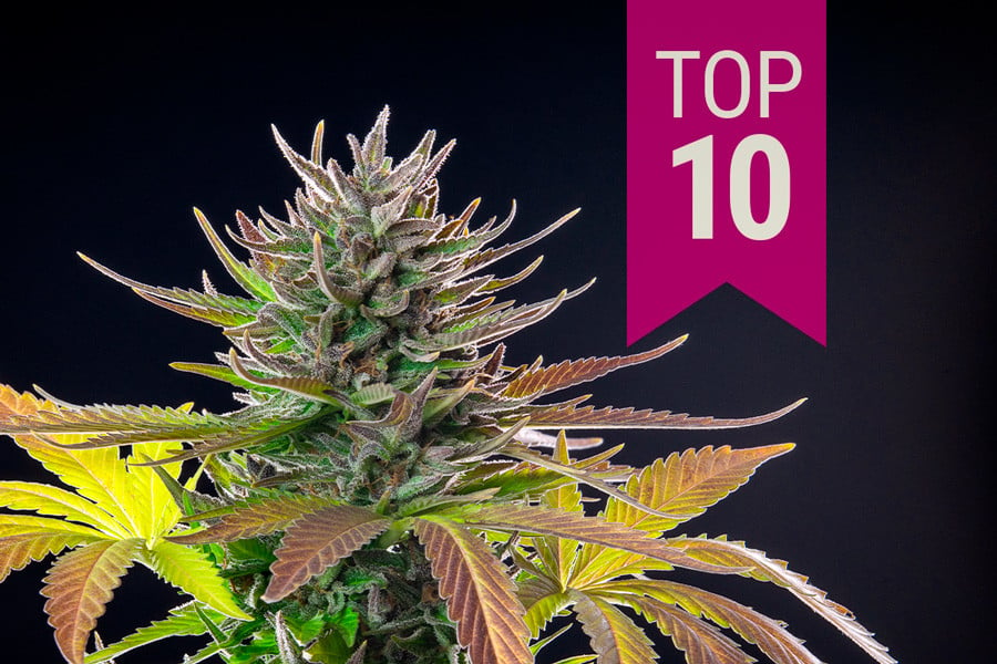 Top 10 de variedades de marihuana sativa en 2020
