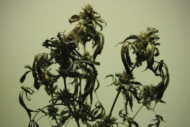 Plantas de marihuana quemadas por los nutrientes