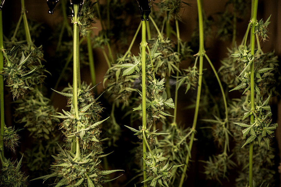 Cómo secar y curar marihuana: Consejos profesionales para conseguir cogollos perfectos