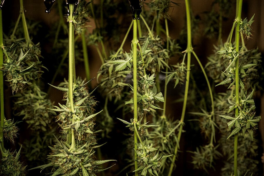 Cómo secar y curar marihuana: Consejos profesionales para conseguir cogollos perfectos