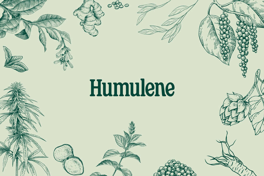 Terpenos de la marihuana: humuleno