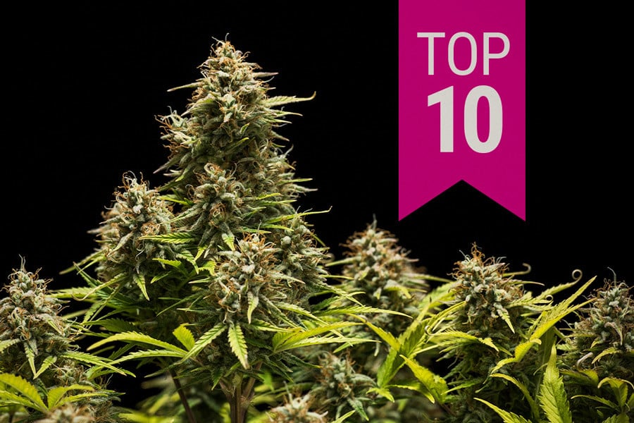 Las 10 mejores variedades de marihuana índica de 2026