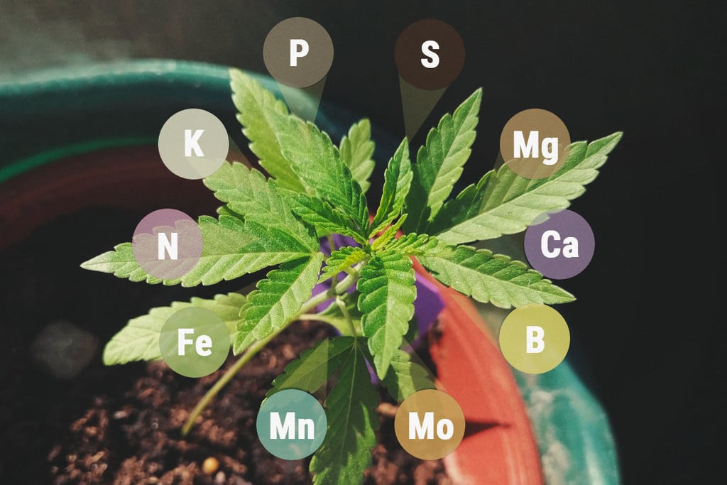 Macronutrientes y micronutrientes para las plantas de marihuana