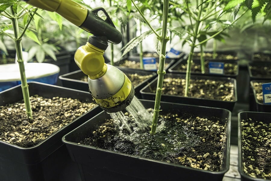 Riego del cannabis: Cómo solucionar tanto el exceso como la falta de agua