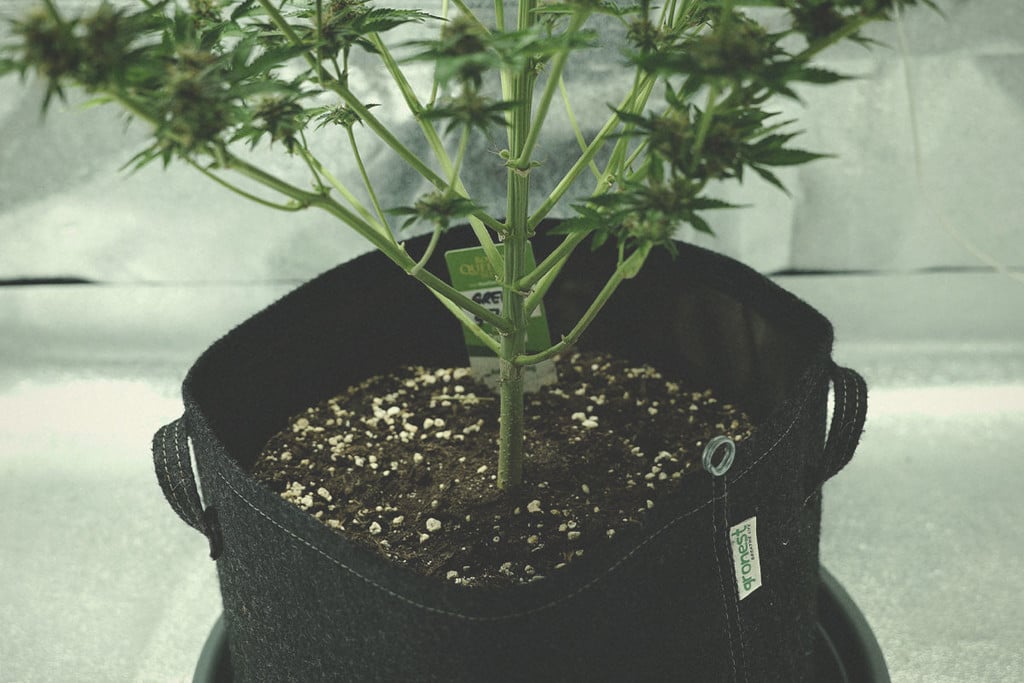 ¿Cómo beneficia la perlita a las plantas de marihuana?