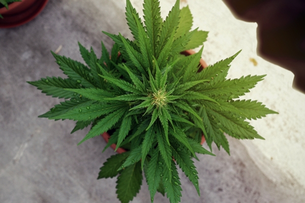 ¿Qué es la privación de luz y cómo afecta a la marihuana?