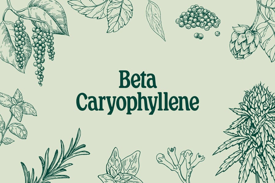 Beta-cariofileno: ¿un terpeno que combate la ansiedad y la depresión?