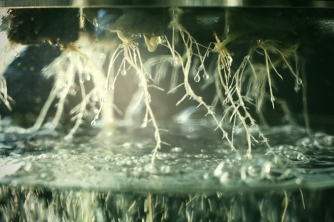 Guía para la fertilización de la marihuana en sistemas hidropónicos