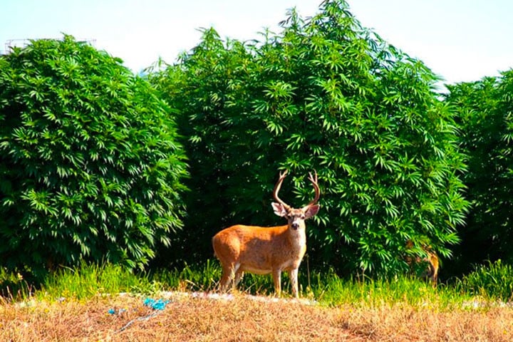 Condado de Humboldt, el corazón del cultivo de marihuana
