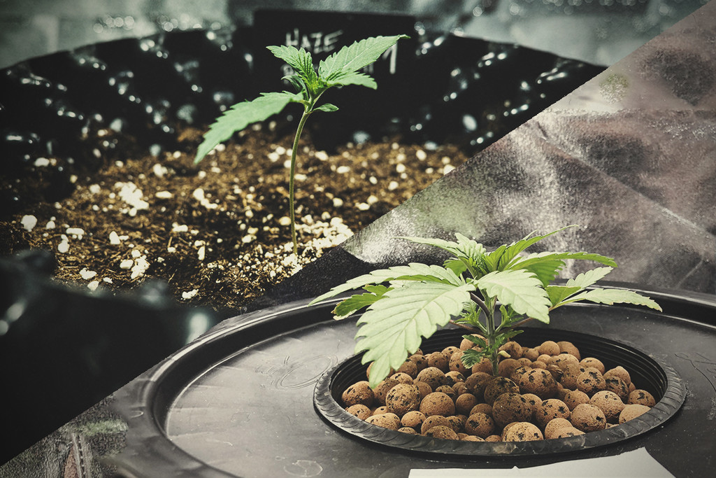 El cultivo de marihuana hidropónico frente al cultivo en tierra