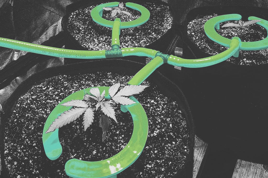 Cómo montar un sistema de riego por goteo para marihuana