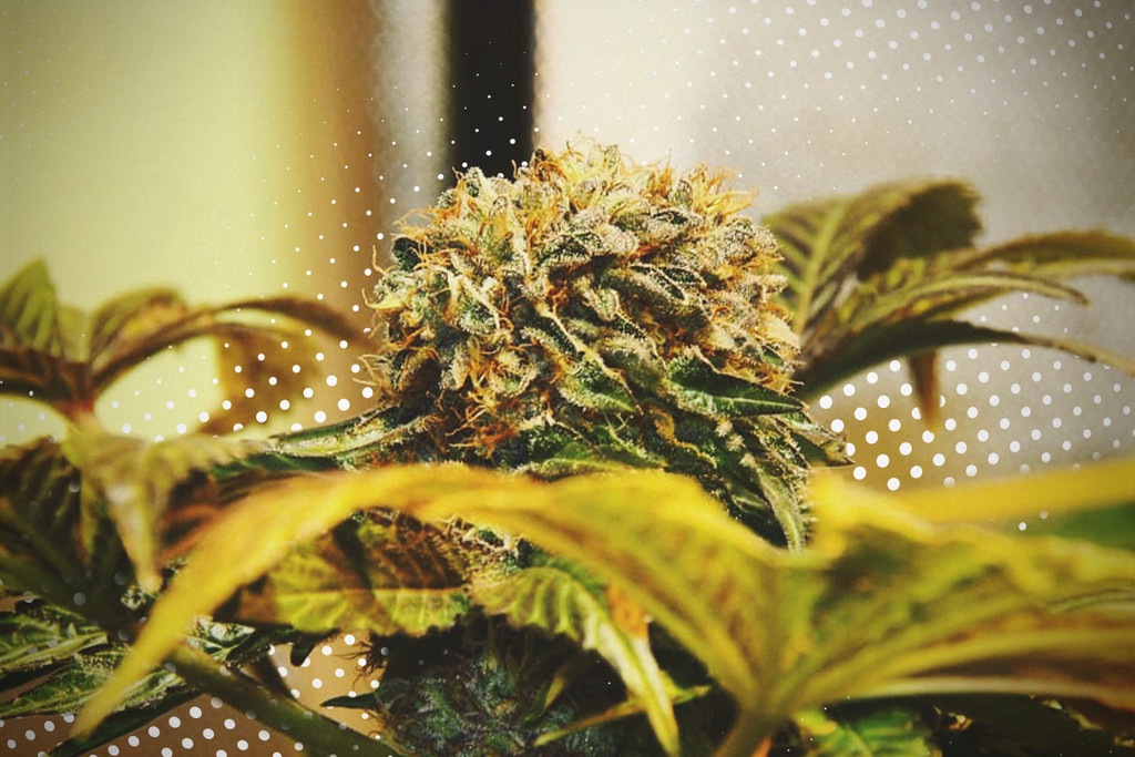 www.royalqueenseeds.es