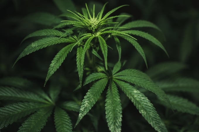 Cómo tratar y prevenir los trips en las plantas de marihuana