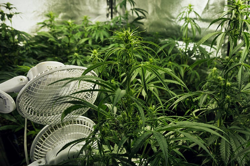 Guía completa sobre ventilación en el cuarto de cultivo