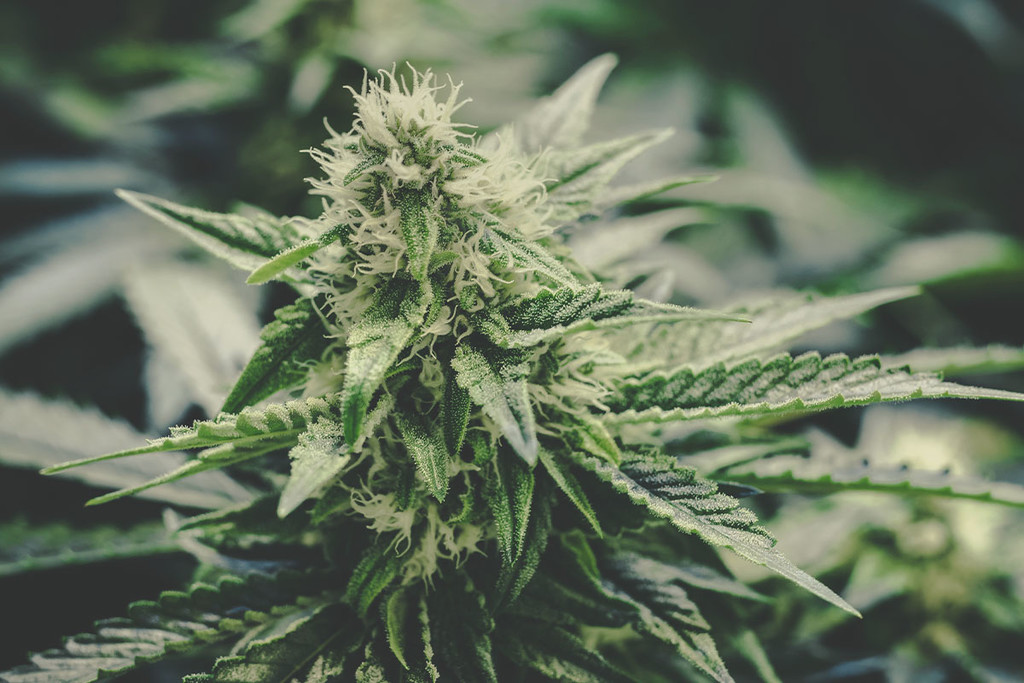 Marihuana medicinal: 10 ventajas y desventajas