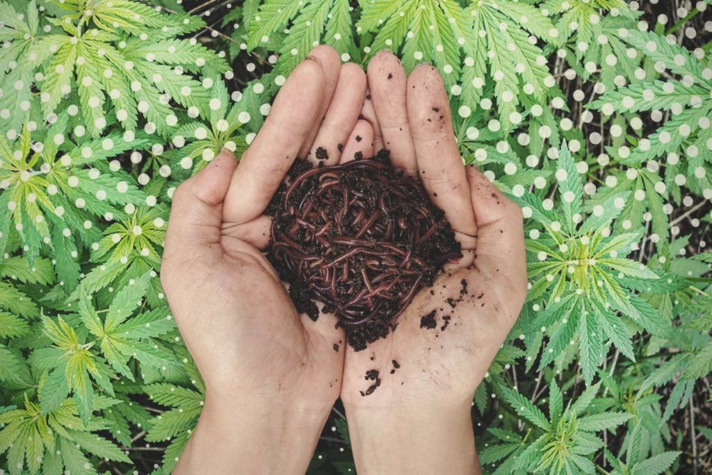 Humus de lombriz como abono para cannabis: ¿Qué es y cómo funciona?