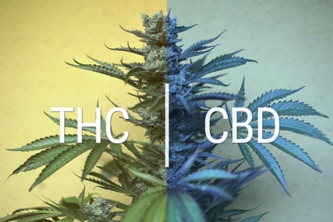 La anandamida y su relación con el THC y el CBD - RQS Blog