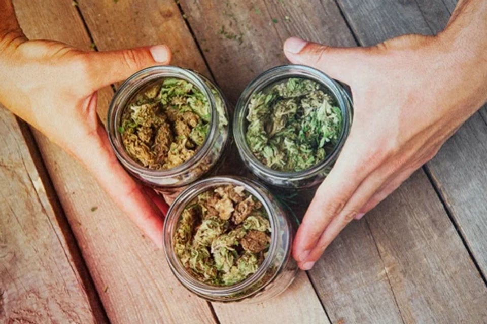Cómo combinar distintas variedades de marihuana
