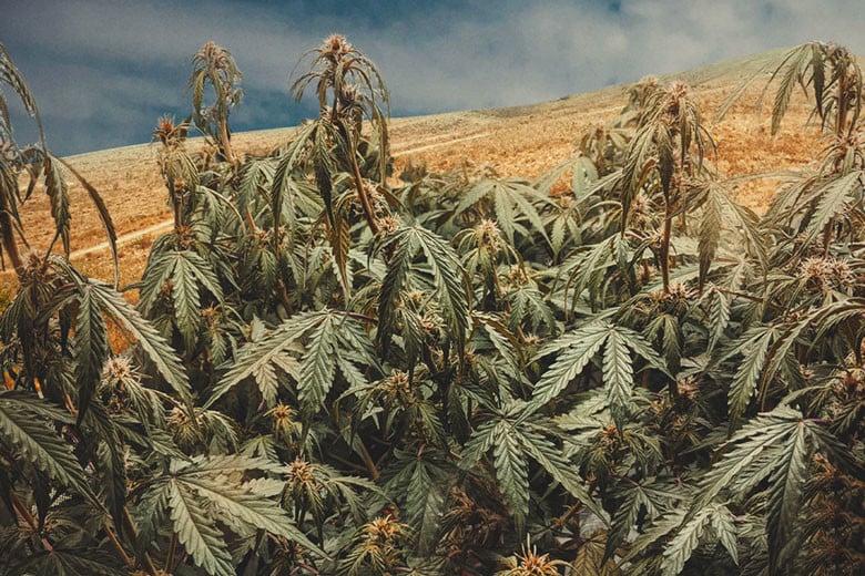 Cómo cultivar marihuana en condiciones de sequía