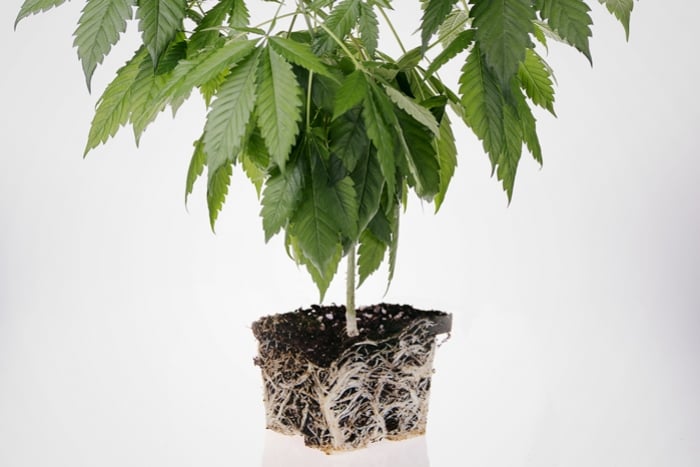 Cómo prevenir y corregir raíces enredadas en plantas de cannabis
