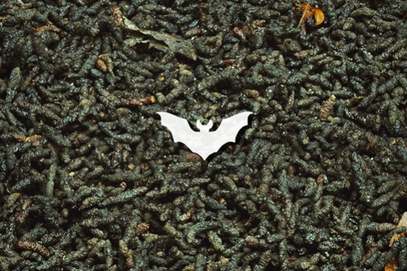 Guano de murciélago: el abono para cannabis rico en macro y micronutrientes