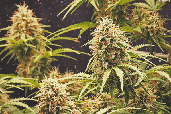 Informe de cultivo: Amnesia Haze Automatic