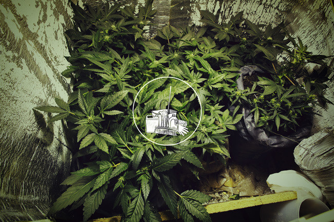 Cómo limpiar un armario de cultivo de marihuana: Guía completa