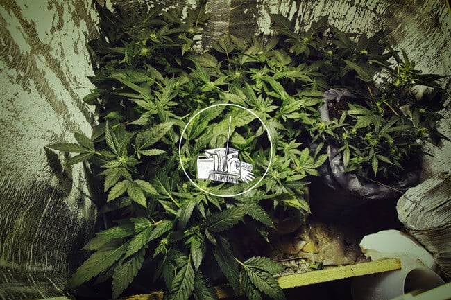 Cómo limpiar un armario de cultivo de marihuana: Guía completa