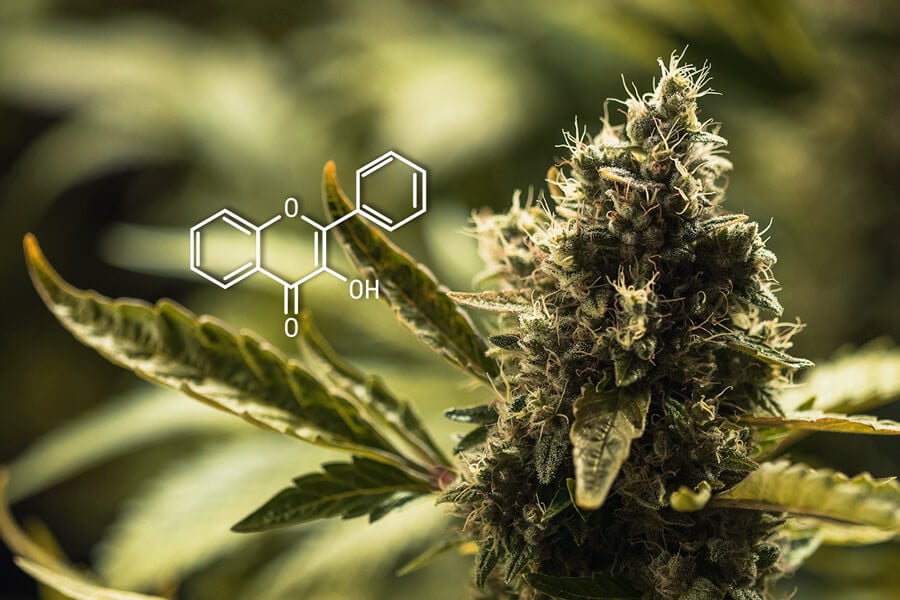¿Qué son los flavonoides del cannabis y qué hacen?