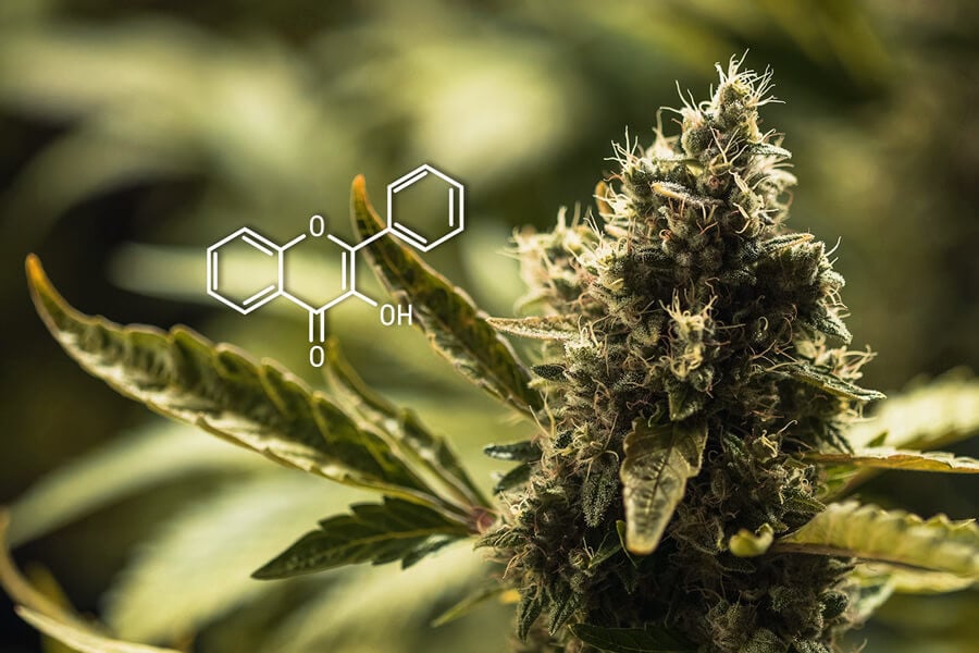 Flavonoides del cannabis: Guía completa 