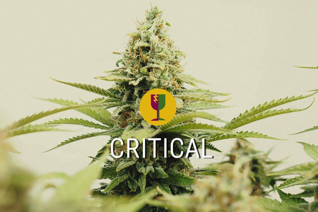 Critical, la mejor variedad para cultivadores comerciales