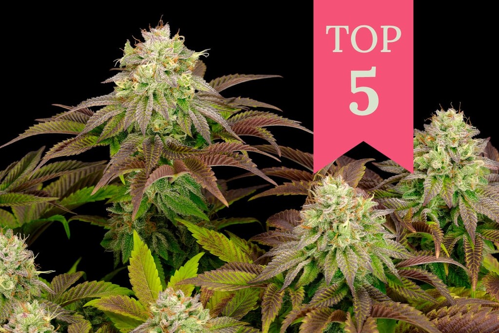 Las 5 variedades de marihuana índica más potentes
