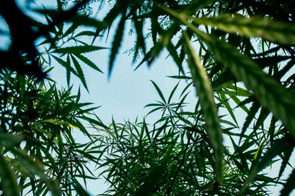 Cultivo de cannabis en exterior: ¿macetas o tierra?