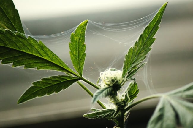 Cómo proteger tus plantas de marihuana de los insectos en exterior