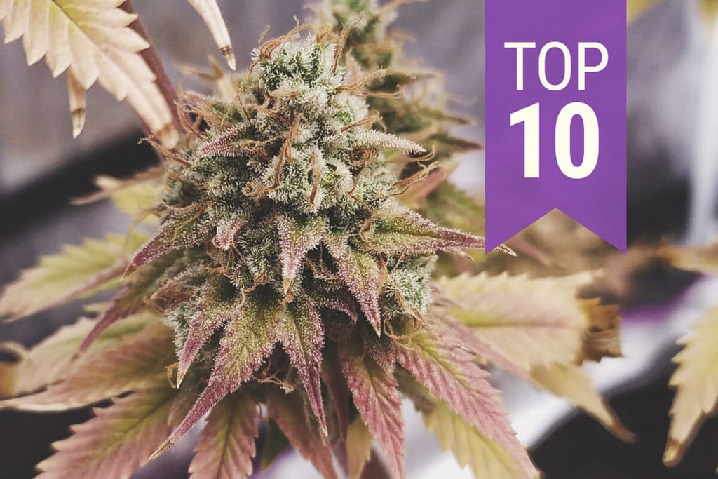 Las 10 mejores variedades ricas en THC de 2025