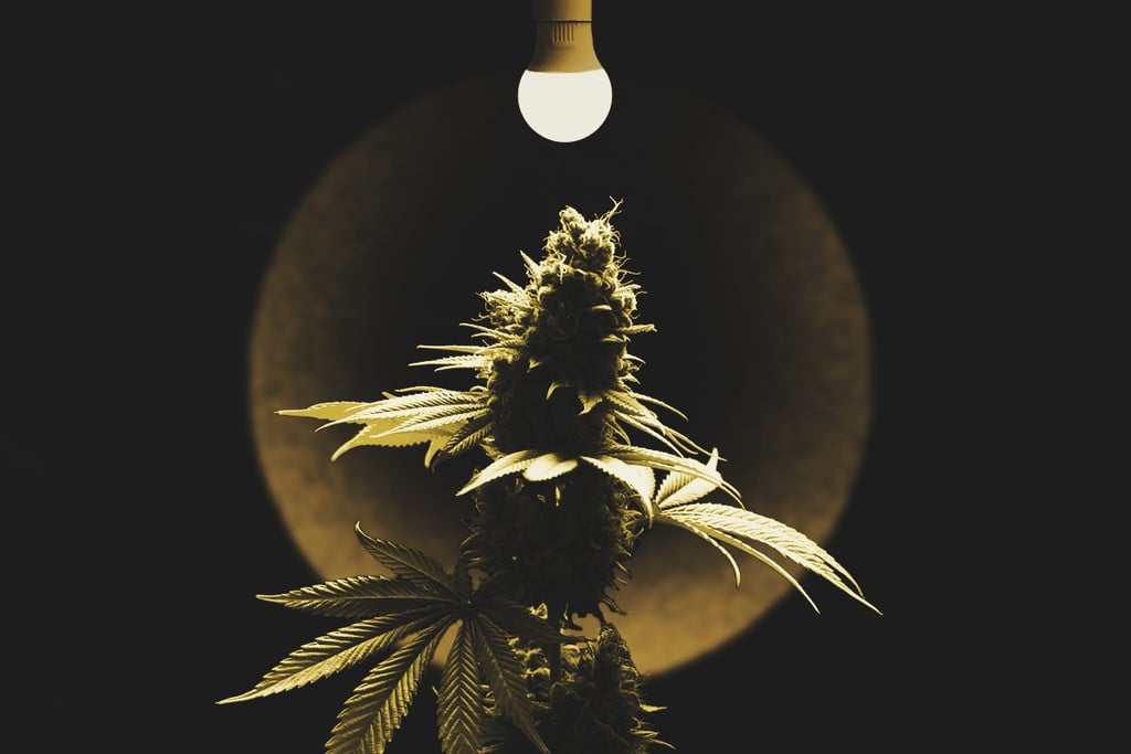 Estrés lumínico y quemaduras por luz: cómo proteger tus plantas