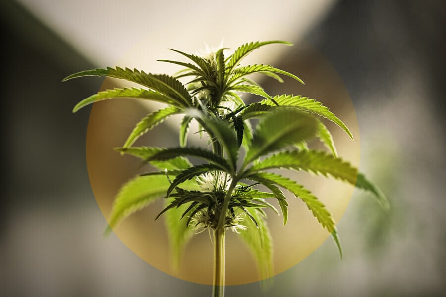 Cómo identificar y combatir las quemaduras por luz de tus plantas de marihuana
