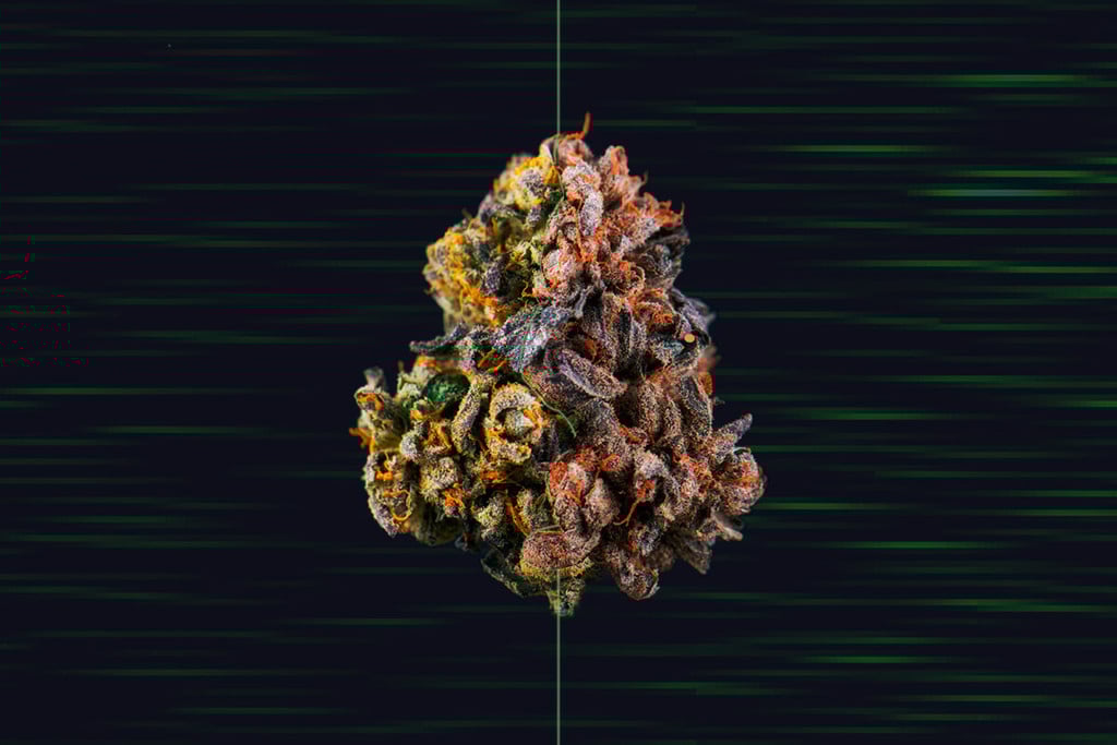 Cómo secar marihuana rápidamente