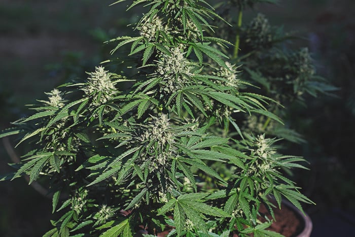 Guía para cultivar marihuana autofloreciente semana a semana